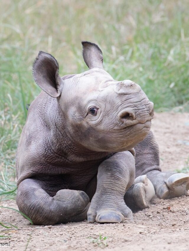 San Diego Zoo welcomes male baby rhino, celebrates breeding initiative